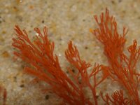 Ceramium 2 sp, Hoorntjeswier, Saxifraga-Foto Fitis-Sytske Dijksen