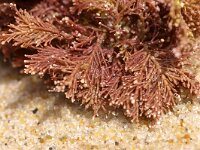 Corallina officinalis 2, Koraalwier, Saxifraga-Foto Fitis-Sytske Dijksen