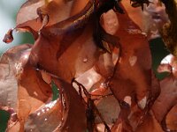 Grateloupia turuturu 2, Slijmerige drakentong, Saxifraga-Foto Fitis-Sytske Dijksen