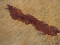 Grateloupia turuturu 7, Slijmerige drakentong, Saxifraga-Foto Fitis-Sytske Dijksen