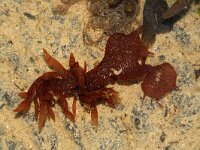 Grateloupia turuturu 8, Slijmerige drakentong, Saxifraga-Foto Fitis-Sytske Dijksen