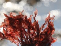 Hypoglossum hypoglossoides 3, Tongwier, Saxifraga-Foto Fitis-Sytske Dijksen