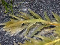 Lomentaria clavellosa 2, Geveerd worstjeswier, Saxifraga-Foto Fitis-Sytske Dijksen