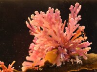 Osmundea 2 sp, Saxifraga-Foto Fitis-Sytske Dijksen