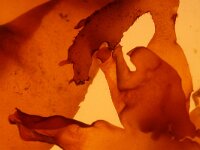 Palmaria palmata 2, Palmwier, Saxifraga-Foto Fitis-Sytske Dijksen