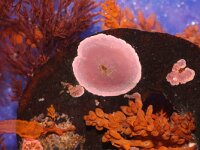 Phymatolithon lenormandii 2, Roze kalkkorstwier, Saxifraga-Foto Fitis-Sytske Dijksen