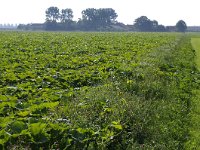 073-413, O, 2011-08-20, NL- RIK KRUIT, 073300-413505, OOSTFLAKKEE