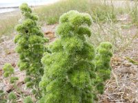 Aceria echii 2, op  Echium vulgare, Saxifraga-Peter Meininger