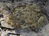 Bufo bufo 66, Gewone pad, Saxifraga-Tom Heijnen