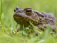Headshot Portrait of a Common toad  Headshot Portrait of a Common toad (Bufo bufo) with blurres grass background : Netherlands, africa, amphibian, animal, asia, background, britain, brown, bufo, close, close-up, closeup, common, cute, eastern, ecology, ecosystem, environment, europe, european, fauna, field, france, frog, germany, grass, green, head, horizontal, hungary, looking, macro, natural, nature, one, poland, portrait, romania, russia, siberia, small, species, spring, sticky, studio, toad, view, water, wild, wildlife