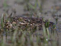 Bufo viridis 31, Groene pad, Saxifraga-Dirk Hilbers