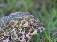 Bufo viridis 37, Groene pad, Saxifraga-Dirk Hilbers