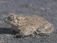 Bufotes viridis, Green Toad