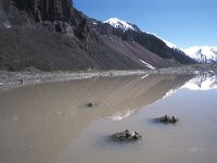 Bufotes viridis 14, Groene pad, Saxifraga-Edo van Uchelen