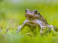 displaying Green Toad (Bufotes viridis)  Green Toad (Bufotes viridis) displaying on front legs in a field of grass : Europe, Greece, adult, alert, amphibian, animal, behaviour, close up, close-up, day, display, expose, exposing, fauna, front view, full length, least concern, lively, looking at camera, low angle view, macro, may, midday, one animal, pond, pose, posing, resting, spring, springtime, vegetation, waterhole, worm's-eye view