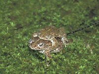 Epidalea calamita, Natterjack