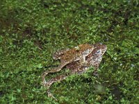 Epidalea calamita 4, Rugstreeppad, Saxifraga-Kees Marijnissen