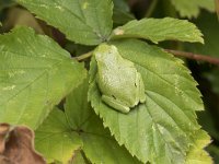 Hyla arborea 106, Boomkikker, Saxifraga-Willem van Kruijsbergen