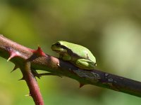 Hyla arborea 27, Boomkikker, Saxifraga-Luuk Vermeer