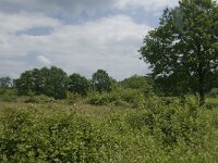 Hyla arborea 51, Boomkikker, habitat, Saxifraga-De Brand, Tilburg, Jan van der Straaten