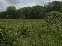 Hyla arborea 61, Boomkikker, habitat, Saxifraga-De Brand, Tilburg, Jan van der Straaten