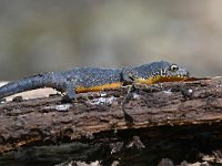 Ichthyosaura alpestris 32, Alpenwatersalamander, Saxifraga-Luuk Vermeer