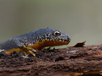 Ichthyosaura alpestris 35, Alpenwatersalamander, Saxifraga-Luuk Vermeer