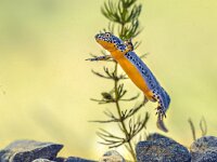 Alpine newt aquatic animal swimming in freshwater habitat  Alpine newt (Ichthyosaura alpestris) colorful male aquatic amphibian swimming in freshwater habitat of pond. Underwater wildlife scene of animal in nature of Europe. Netherlands. : Triturus, alpestris, alpine, alpine newt, amphibian, animal, aquarium, aquatic, background, beautiful, biology, close, closeup, color, colorful, colourful, conservation, dive, endangered, europe, european, eye, fauna, freshwater, garden pond, germany, horizontal, ichthyosaura, lizard, macro, mesotriton, natural, nature, newt, orange, outdoor, pond, red, salamander, species, swimming, underwater, water, wild, wilderness, wildlife