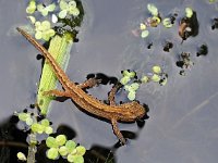 Lissotriton vulgaris 60, Kleine watersalamander, Saxifraga-Henk Dekker