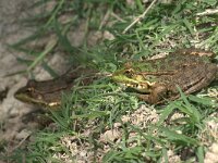 Pelophylax bedriagae