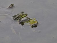 Pelophylax lessonae 46, Poelkikker, Saxifraga-Luuk Vermeer