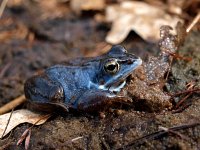 Rana arvalis 33, male, Heikikker, Saxifraga-Hans Dekker