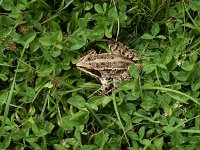 Rana macrocnemis 2, Kleinaziatische kikker, Saxifraga-Ed Stikvoort