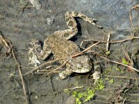 Rana macrocnemis 3, Kleinaziatische kikker, Saxifraga-Hans Grotenhuis