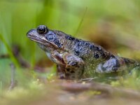 Male grass frog  male European grass frog (Rana temporaria) on the waterfront of an amphibian pond : Bermeja, Grasfrosch, Grenouille, Netherlands, amphibian, animal, background, biology, brown, bruine, close, close-up, closeup, color, colorful, common, concept, cute, detail, ecology, environment, europe, european, eye, fauna, forest, frog, grass, green, head, kikker, moss, natural, nature, portrait, rana, rousse, single, small, sticky, temporaria, toad, watching, wet, wild, wildlife, zoology