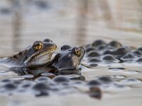 Pair of common frogs  with spawn  Couple of common frogs (Rana temporaria) during mating season in early spring with frogspawn in the background : New, amphibian, animal, animals, aquatic, arvalis, background, biology, brown, closeup, common, concept, coupling, cute, cycles, eggs, europe, european, fauna, frog, frogs, habitat, life, love, macro, marsh, mate, mating, nature, penis, pond, rana, red, reflection, reproduction, reproductive, season, sex, sexual, spawn, spring, tadpole, tadpoles, temporaria, toad, two, water, wild, wildlife