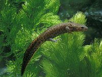 Triturus cristatus 12, larva, Kamsalamander, Saxifraga-Kees Marijnissen