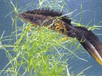 Triturus cristatus 13, male, Kamsalamander, Saxifraga-Kees Marijnissen