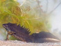 Triturus cristatus 16, Kamsalamander, Saxifraga-Mark Zekhuis