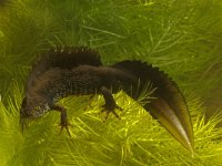 Triturus cristatus 3, Kamsalamander, Saxifraga-Kees Marijnissen