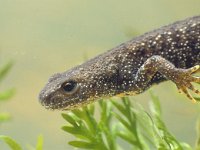 Triturus cristatus 9, female, Kamsalamander, Saxifraga-Kees Marijnissen