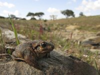 Alytes cisternasii 3, Spaanse vroedmeesterpad, Saxifraga-Rob Felix : Amphibia, Amphibian, Animalia, Anura, Chordata, amfibie, amfibieën, animal, dier, dieren, frogs and toads, gewervelde dieren, kikkers en padden, vertebraat, vertebrate