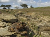 Alytes cisternasii 4, Spaanse vroedmeesterpad, Saxifraga-Rob Felix : Amphibia, Amphibian, Animalia, Anura, Chordata, amfibie, amfibieën, animal, dier, dieren, frogs and toads, gewervelde dieren, kikkers en padden, vertebraat, vertebrate