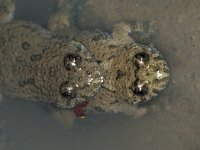 Bombina variegata 6, Geelbuikvuurpad, Saxifraga-Edo van Uchelen