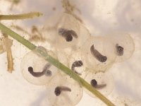 Bombina variegata 8, Geelbuikvuurpad, Saxifraga-Edo van Uchelen