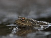 Bufo bufo 10, Gewone pad, Saxifraga-Edo van Uchelen