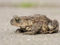 Gewone pad, bufo bufo, Common toad  Gewone pad, bufo bufo, Common toad : Bufo bufo, Common Toad, Gewone pad, Nederland, Utrecht, amfibie, amphibian, animal, april, dier, sidewalk, spring, stad, stedelijk gebied, stoep, straat, street, the Netherlands, voorjaar