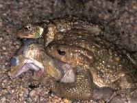 Bufo bufo 19, Gewone pad, Saxifraga-Edo van Uchelen