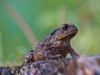 Common toad close up  Common toad (Bufo bufo) with green and blue background : adult, amphibia, amphibian, animal, anura, brown, bufo, bufondae, common, cute, depressed, depression, dismal, down-hearted, gloomy, green, grumpy, individual, melancholy, moody, morose, one, outdoor, outdoors, outside, sad, sadness, serious, single, solemn, subdued, sullen, toad, ugliness, ugly, unattractive, unhappiness, unhappy, upset, wart, warts