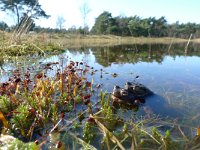 Bufo bufo 35, Gewone pad, Saxifraga-Mark Zekhuis